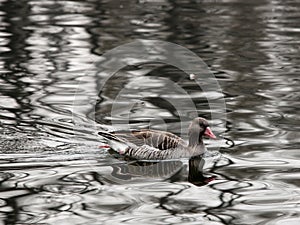 Greylag